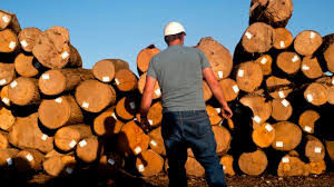 Difficult times for Hardwood Lumber firms in the U.S due to trade war