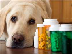 Global Animal Prescription Drugs Market 