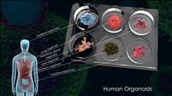 Human Organoids