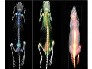 Small Animal Imaging Reagents Market