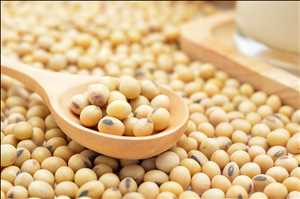 Soybean Extract Market