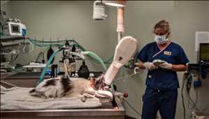 Global Veterinary Radiography Systems Market Forecast