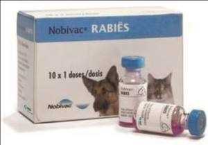Anti Rabies Vaccine Market