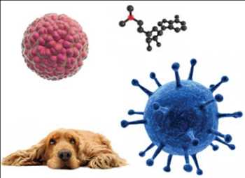 Global Canine Stem Cell Therapy Market Growth Rate