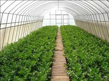 Global Greenhouse Horticulture Market Forecast