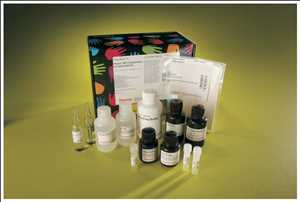 In-Cell Elisa Kits Market