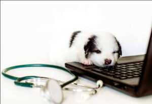 Veterinary Telemedicine Market