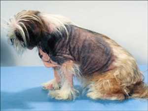 Canine Atopic Dermatitis Treatment Market