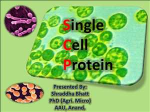 Global Single Cell Protein Products Market Industry