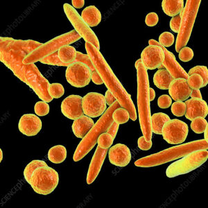 Mycoplasma Detection System