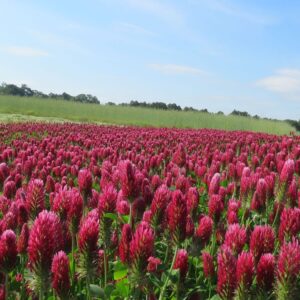 Red Clover