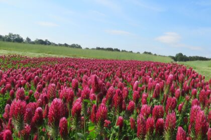 Red Clover