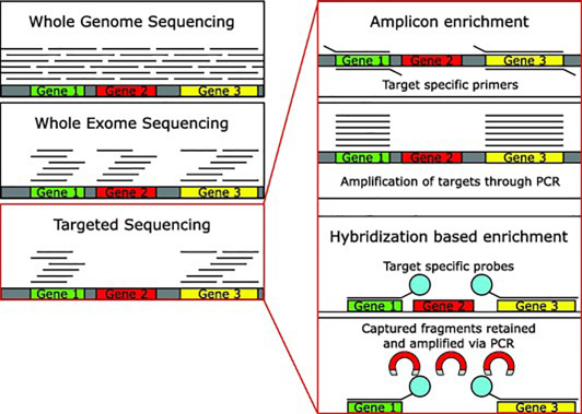 Targeted Sequencing And Resequencing 